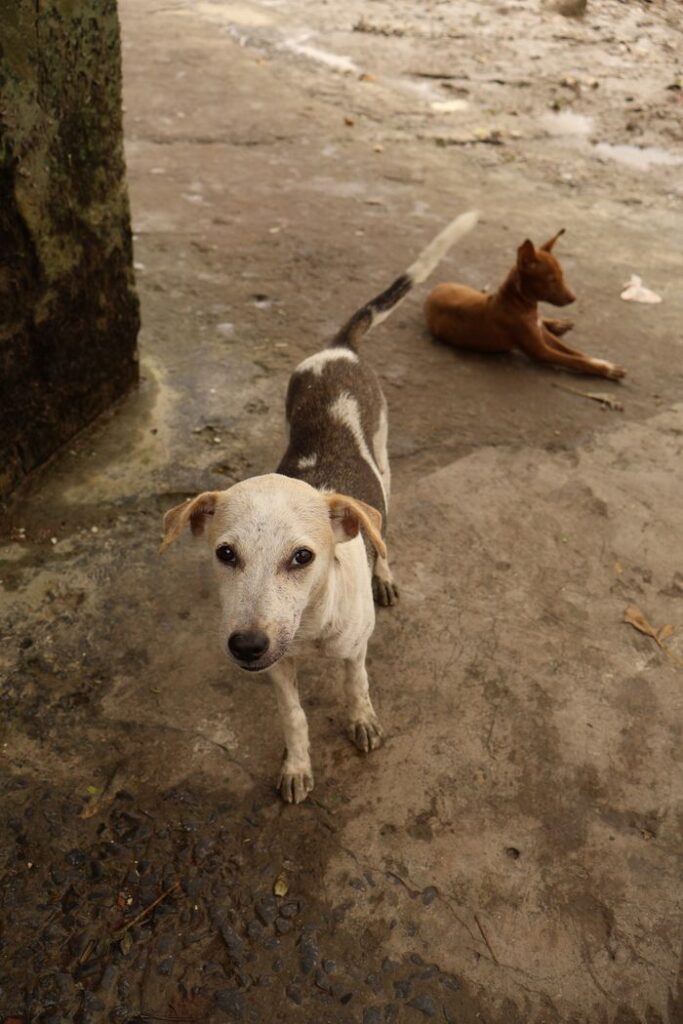Portrait of two stray dogs in an urban setting, capturing a raw and natural scene.