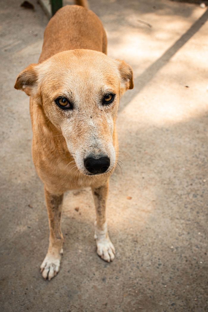 A stray dog looks up with curious eyes, standing on a sunlit street in Delhi.