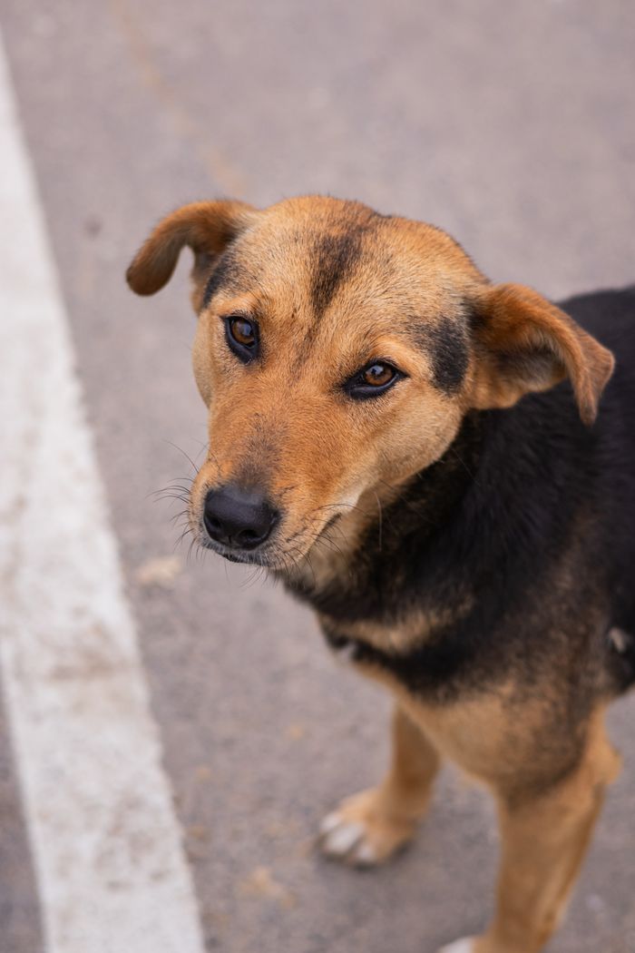 Heartfelt closeup of a stray dog with soulful eyes in Lava, emphasizing animal welfare.