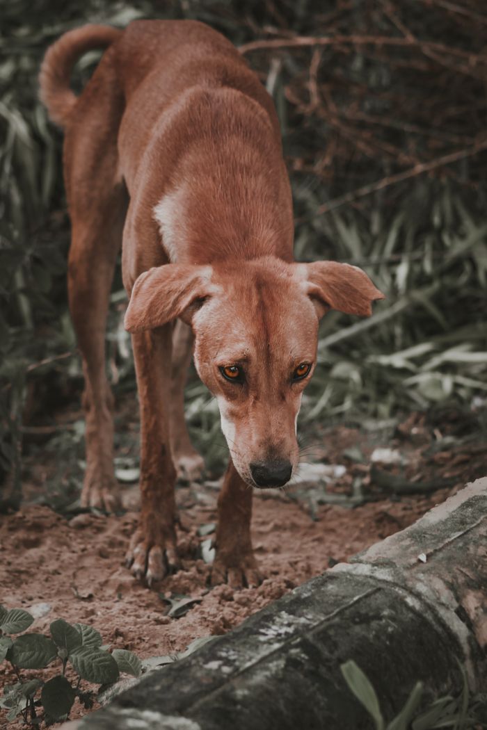 A stray dog stands on a dirt path, showcasing a sad and thoughtful demeanor.