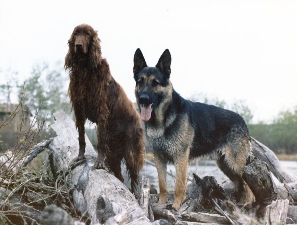 Two dogs, a German Shepherd and an Irish Setter, on driftwood in nature.
