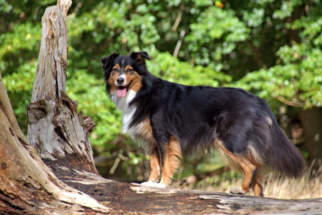 A happy Australian Shepherd dog standing on a fallen tree in a sunlit forest.