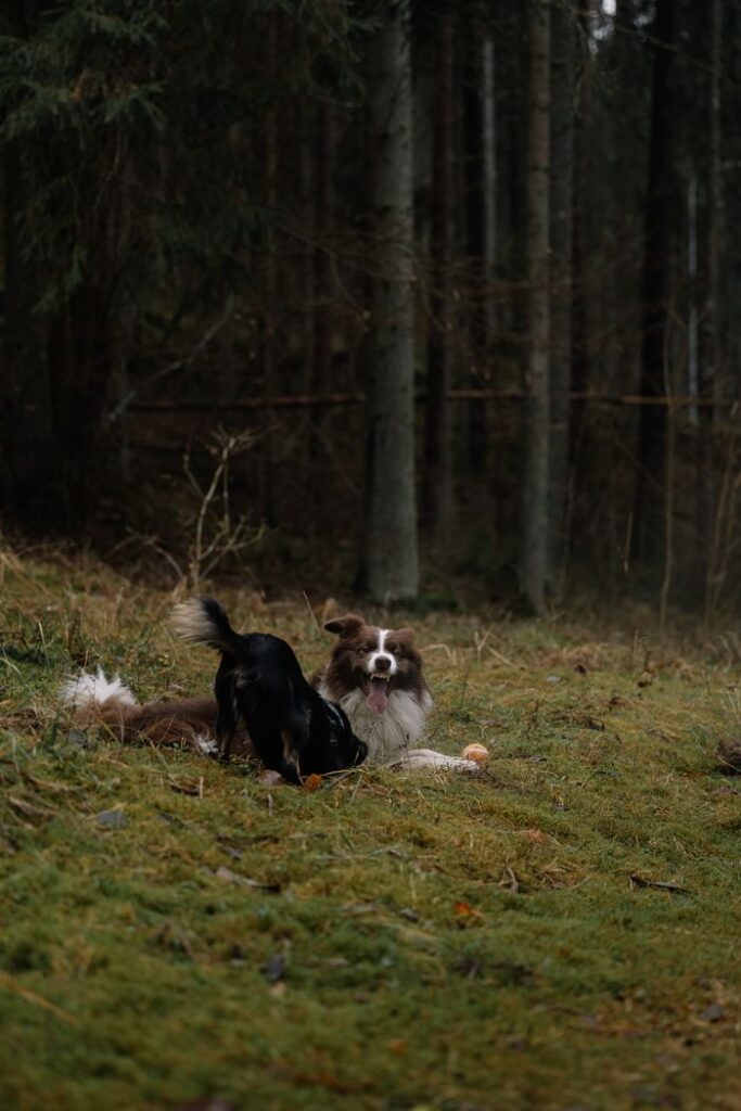 Two dogs playfully engage in a lush forest setting surrounded by tall trees.