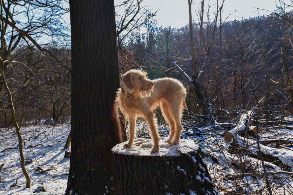 A dog stands confidently on a snowy tree stump in a winter forest.